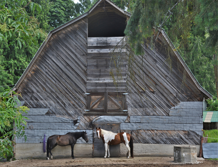 barn and 2 horses